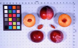 Click for 1 image(s) for this accession. FRUIT